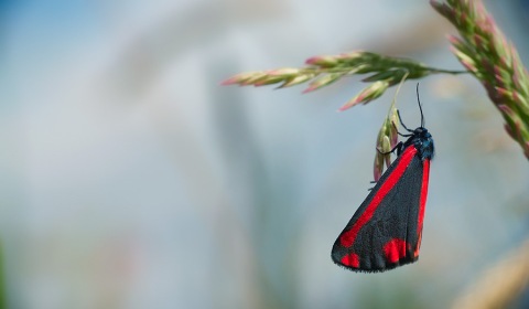 Ecaille du sèneçon