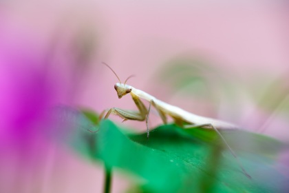Jeune mante religieuse, Mantis religiosa, photographie nature, zipanatura