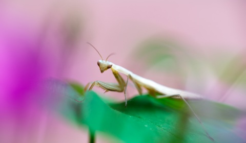 Jeune mante religieuse, Mantis religiosa, photographie nature, zipanatura
