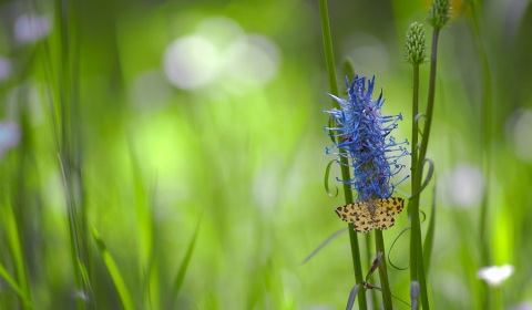 Panthère sur raiponce