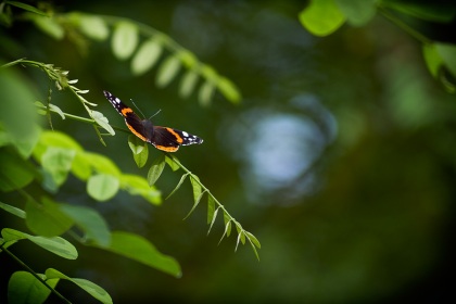 Vulcain, Vanessa atalanta, photographie nature, zipanatura