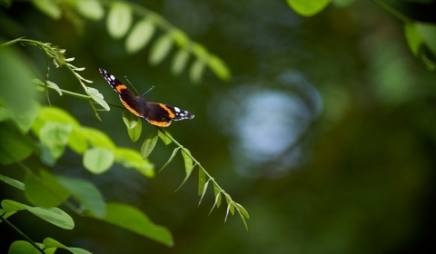 Vulcain, Vanessa atalanta, photographie nature, zipanatura