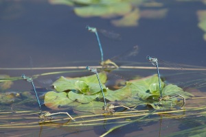 Libellules