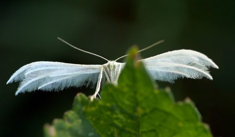 Pterophore blanc