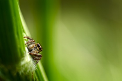 Carrhotus xanthogramma