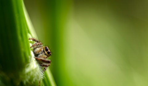 Carrhotus xanthogramma