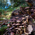 Champignons sur souche