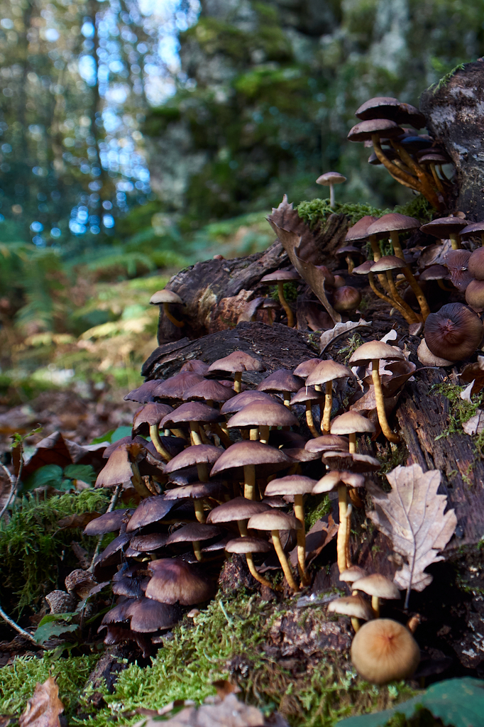 Champignons sur souche