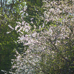 prunelliers