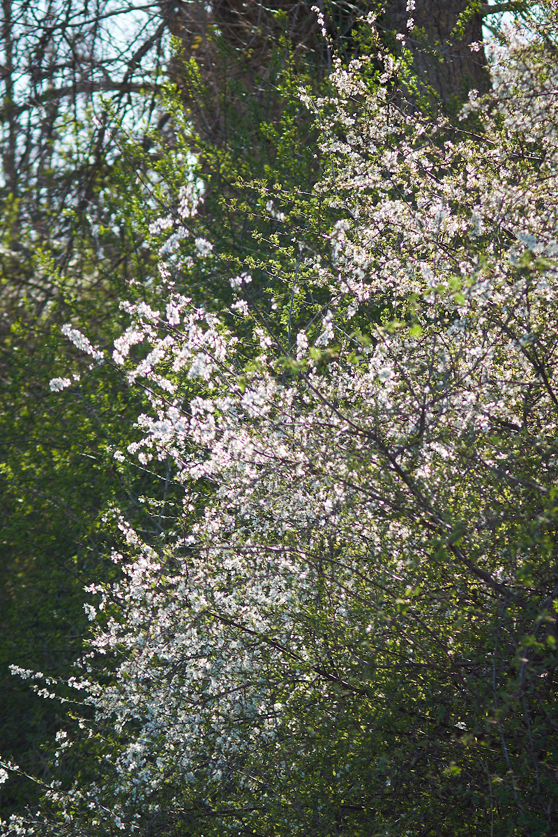 prunelliers