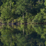 Reflet d'un arbre sur l'étang