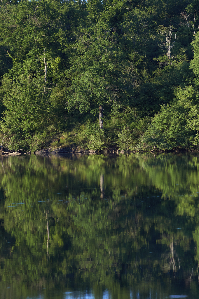 Reflet d'un arbre sur l'étang