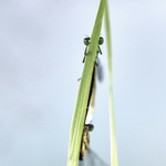 libellules