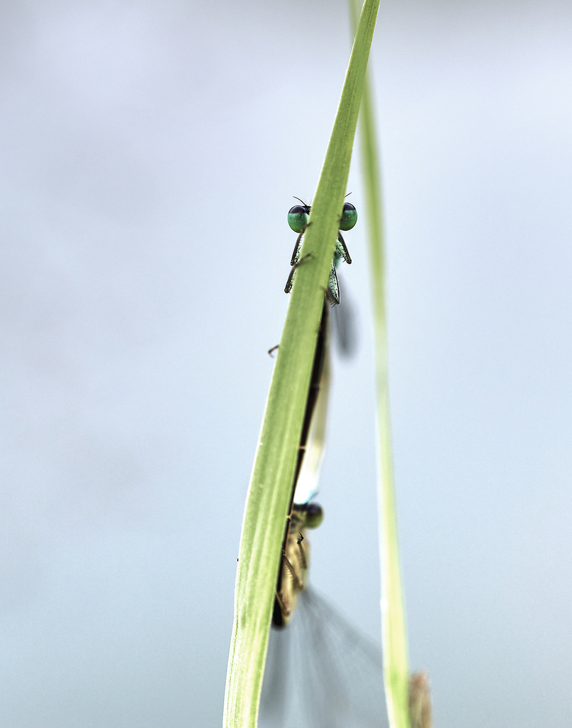 libellules