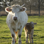 Vache et son veau