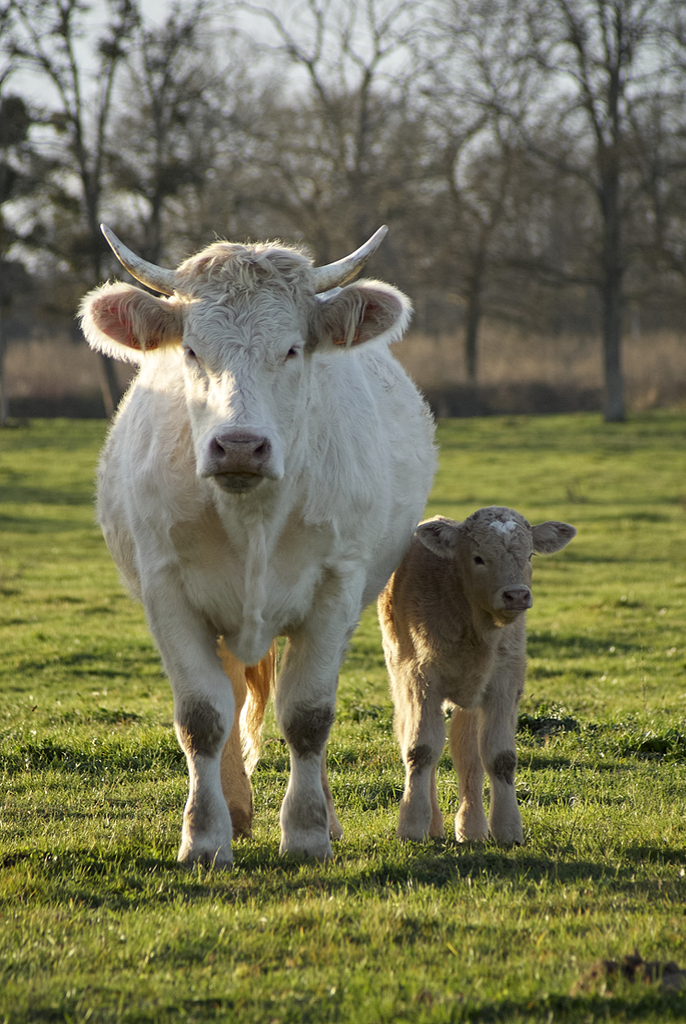 Vache et son veau