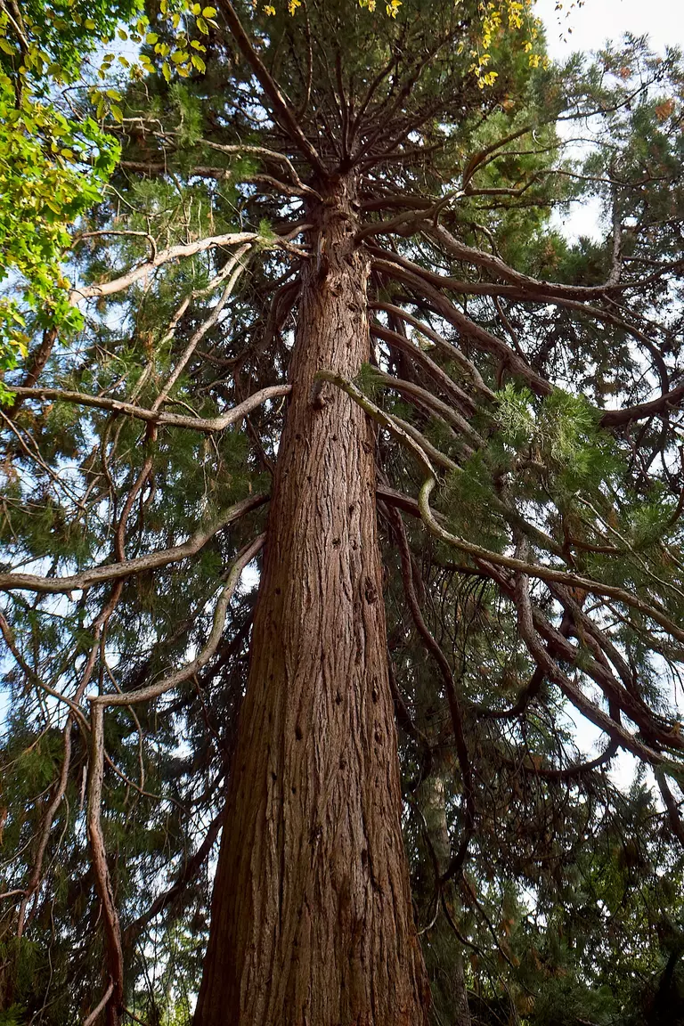 Sequoia géant
