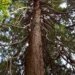 Sequoia géant